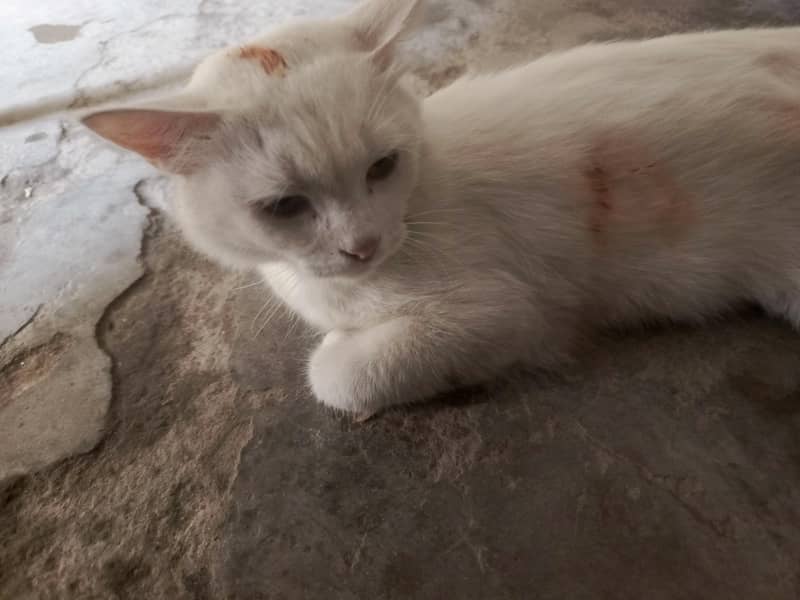 Cat available 0