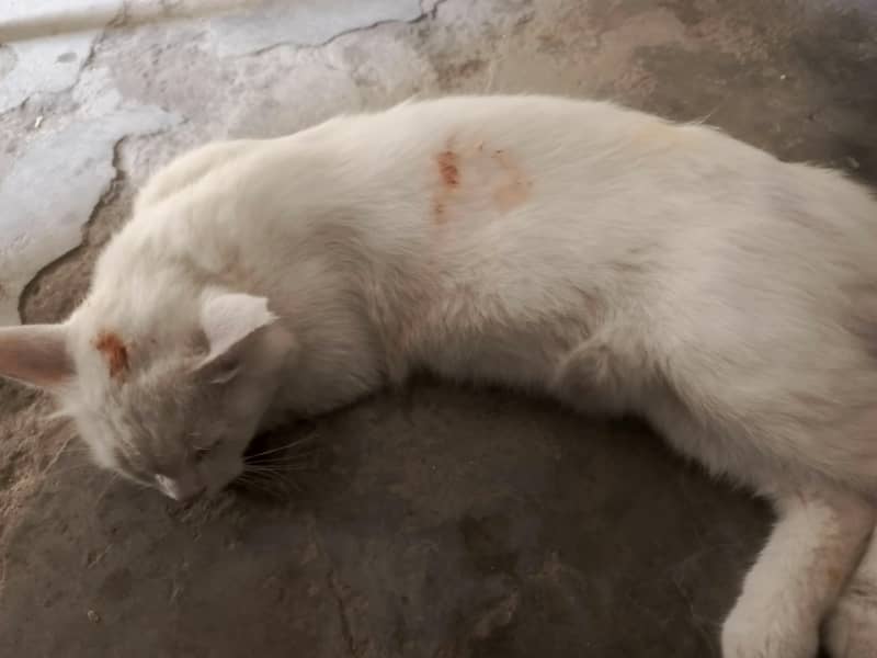 Cat available 1