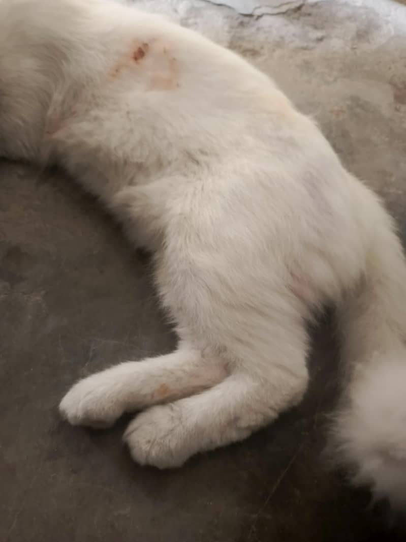 Cat available 3