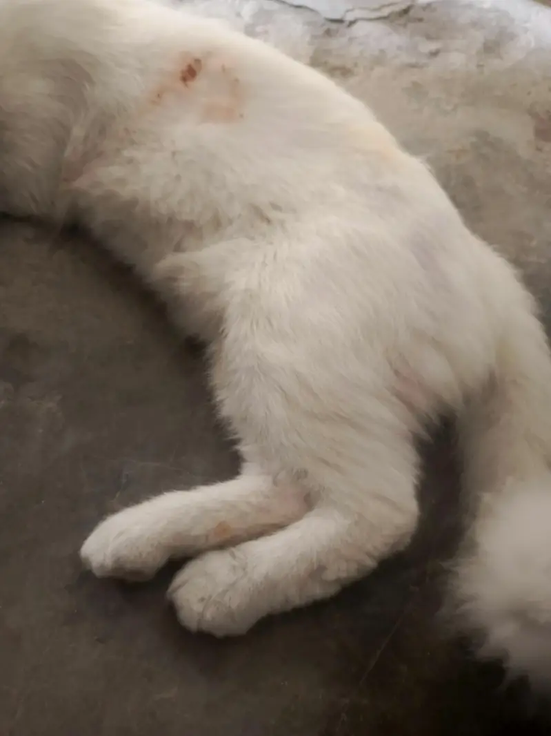Cat available — photo 4