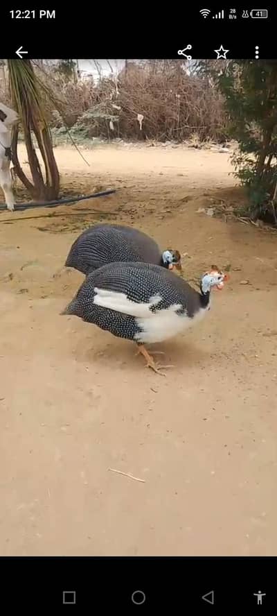Lovely Guinea fowl pair ( chitkubra murghi/ chiny murghi)