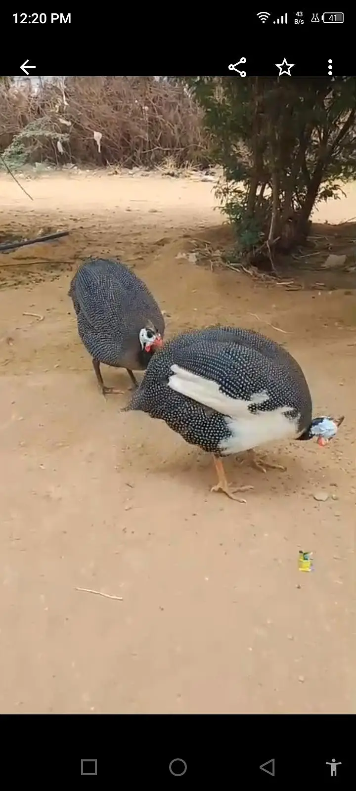 Lovely Guinea fowl pair ( chitkubra murghi/ chiny murghi) — photo 2