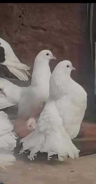 lucky pigeon