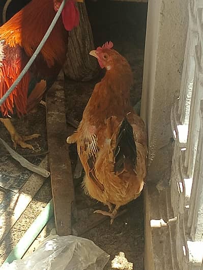 1 rooster with 2 hens