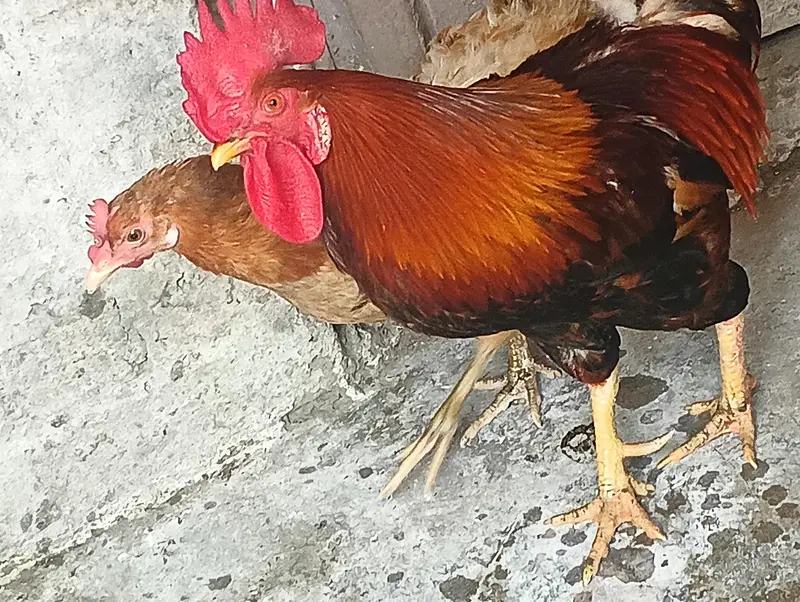 1 rooster with 2 hens — photo 2