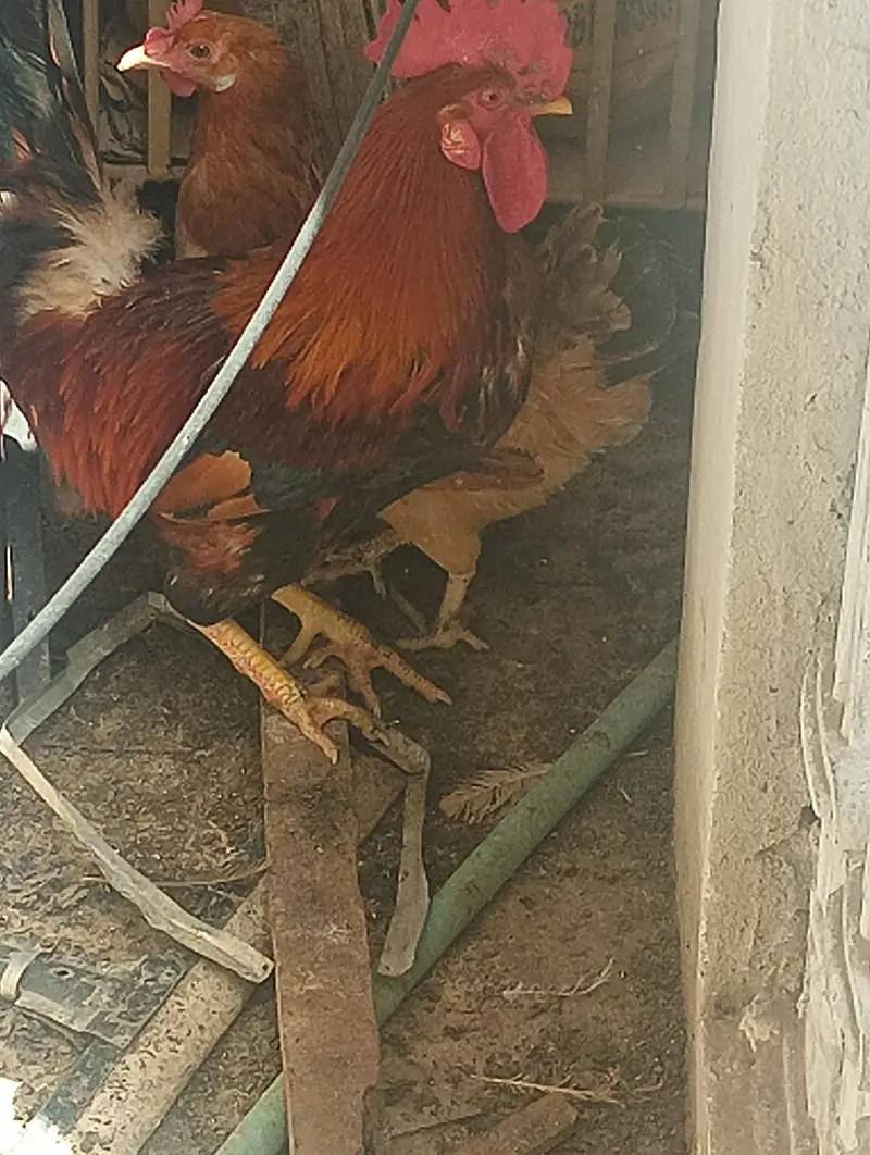 1 rooster with 2 hens — photo 3