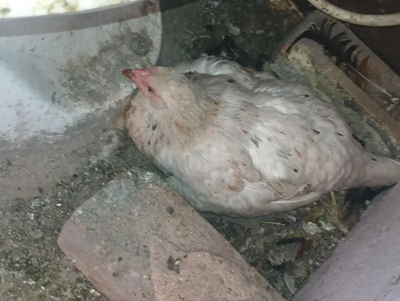 1 rooster with 2 hens — photo 4