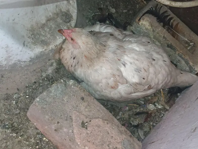 1 rooster with 2 hens — photo 5