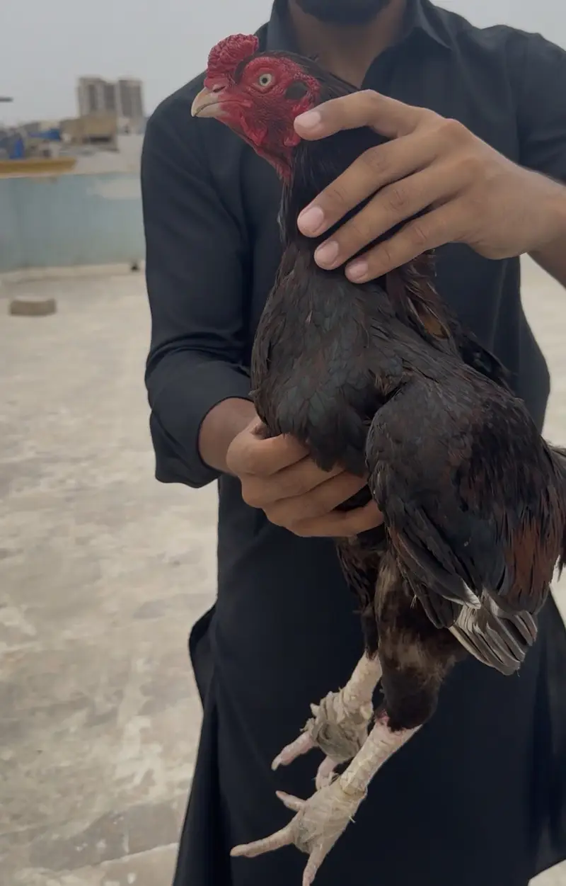 Mianwali x amroha zero size — photo 3