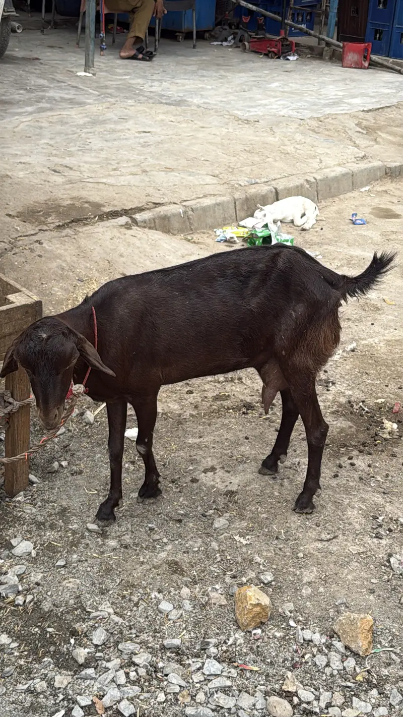 Teddi bakri with bachy urgent sale — photo 2