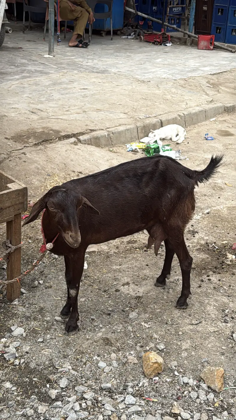 Teddi bakri with bachy urgent sale — photo 3