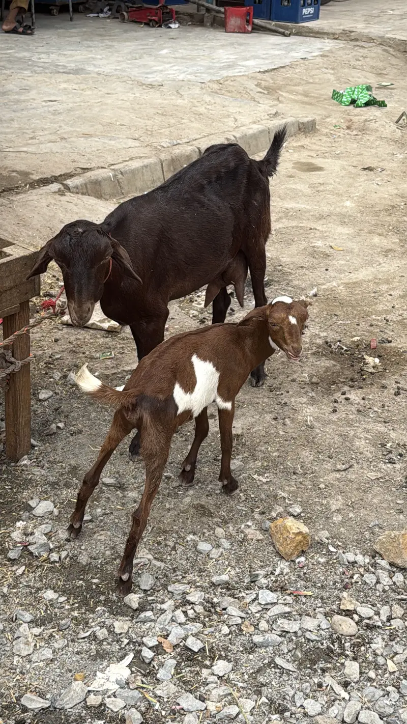 Teddi bakri with bachy urgent sale — photo 4