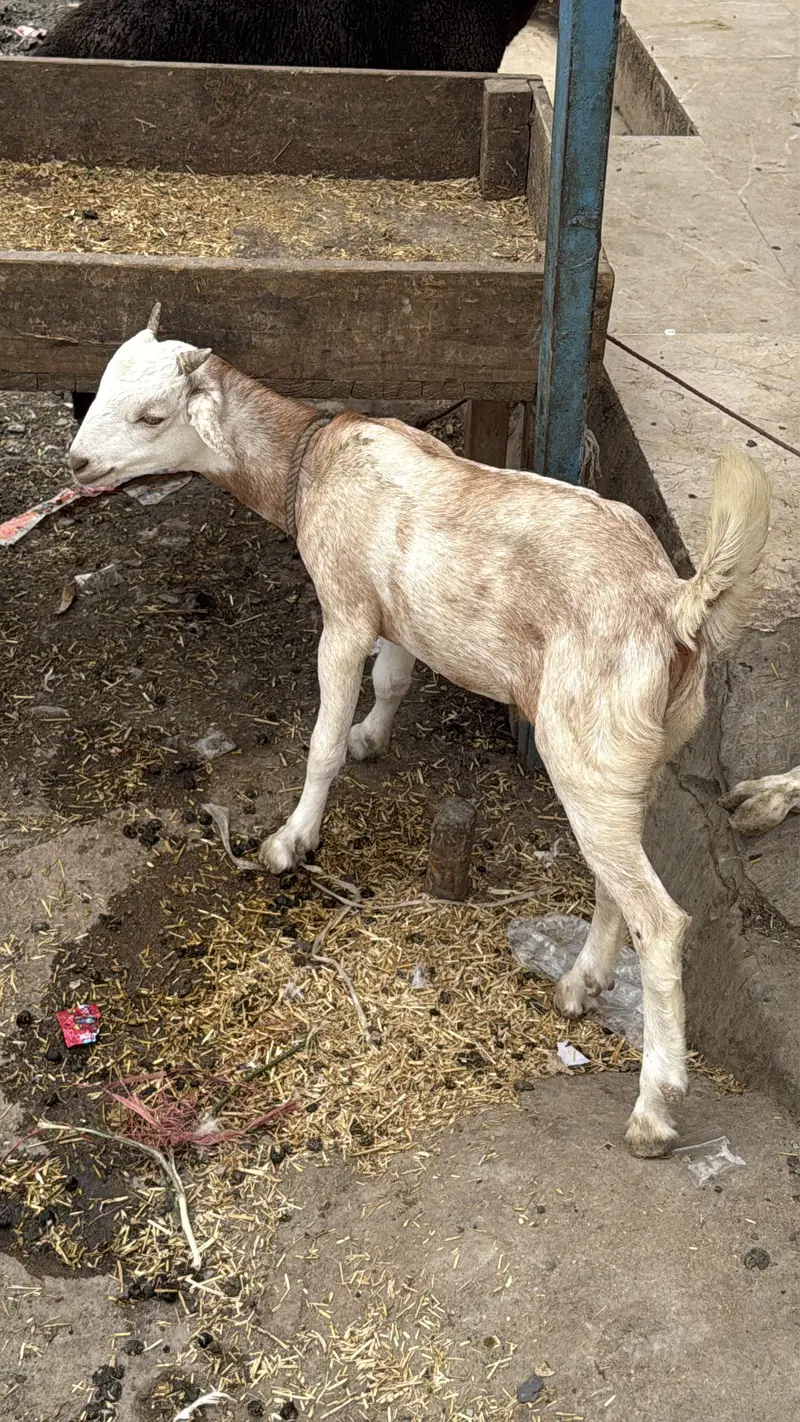Teddi bakri with bachy urgent sale — photo 5