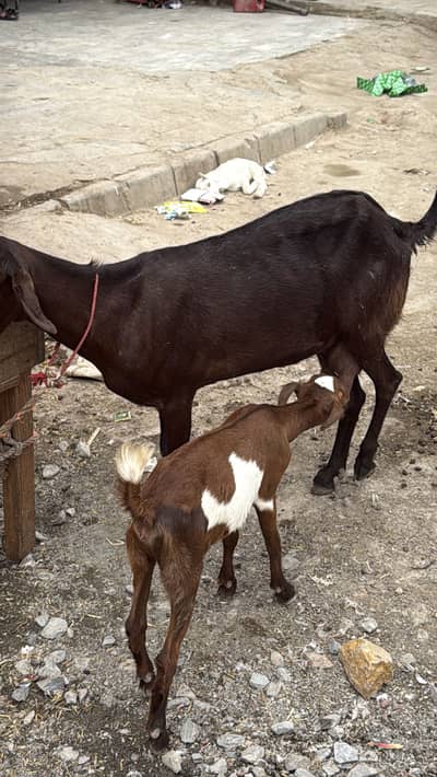 Teddi bakri with bachy urgent sale