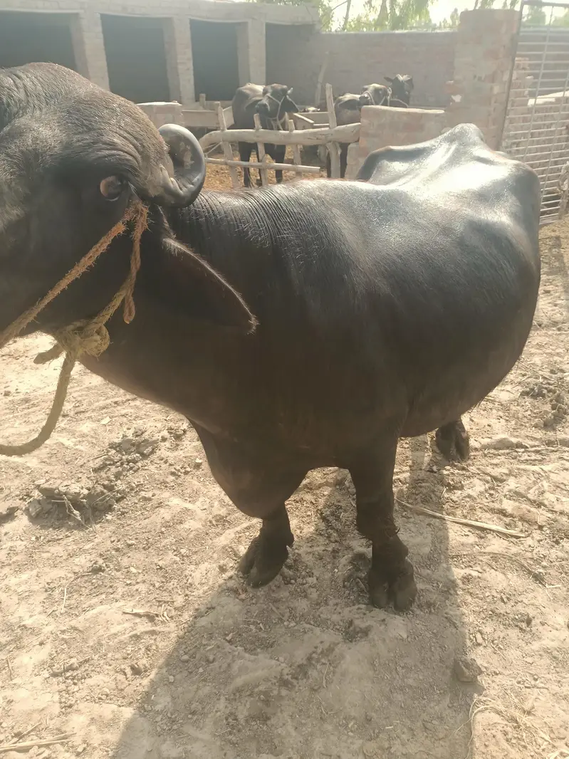 Buffalo 3rd paragnancy — photo 5
