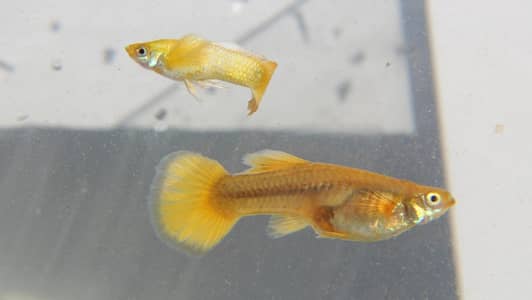 Gold guppy and Mix Colour Molly Fish