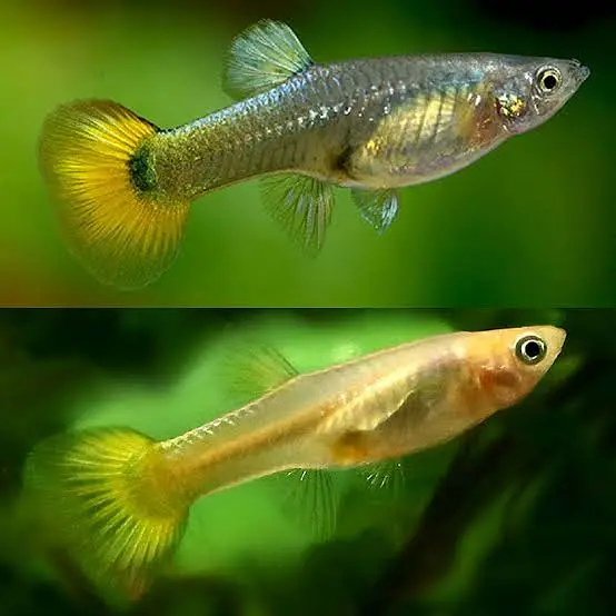 Gold guppy and Mix Colour Molly Fish — photo 2