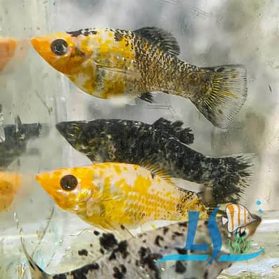 Mix Colour Molly Fish Breeder Pieces for sale