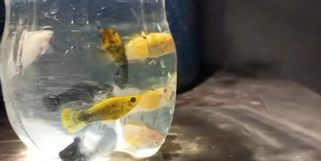 Gold guppy and Mix Colour Molly Fish — photo 5