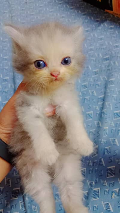 All type of kittens available