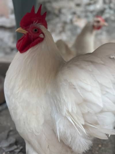 1 male 3 females egg laying