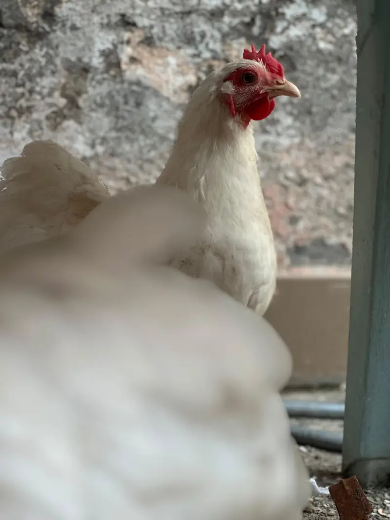 1 male 3 females egg laying — photo 2