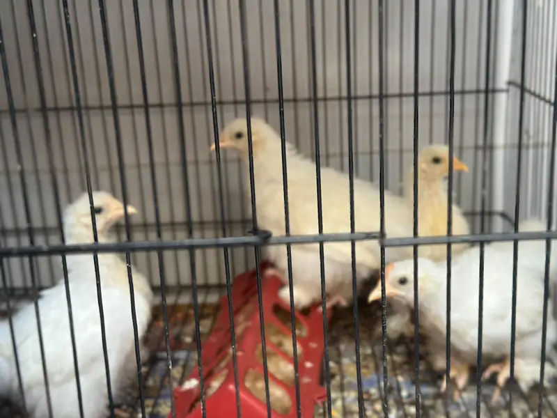 1 male 3 females egg laying — photo 3