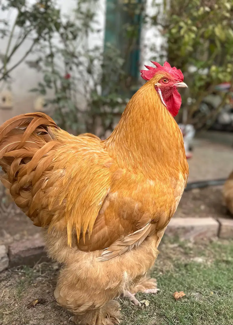 1 male 3 females egg laying — photo 4