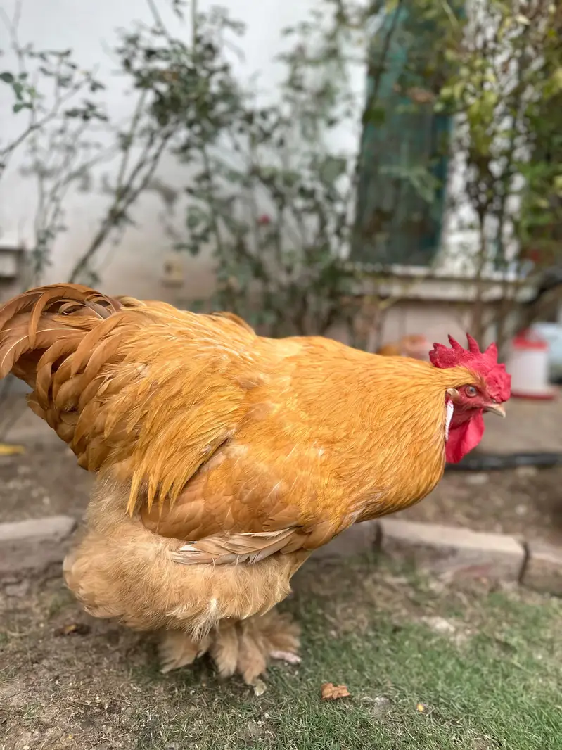 1 male 3 females egg laying — photo 5
