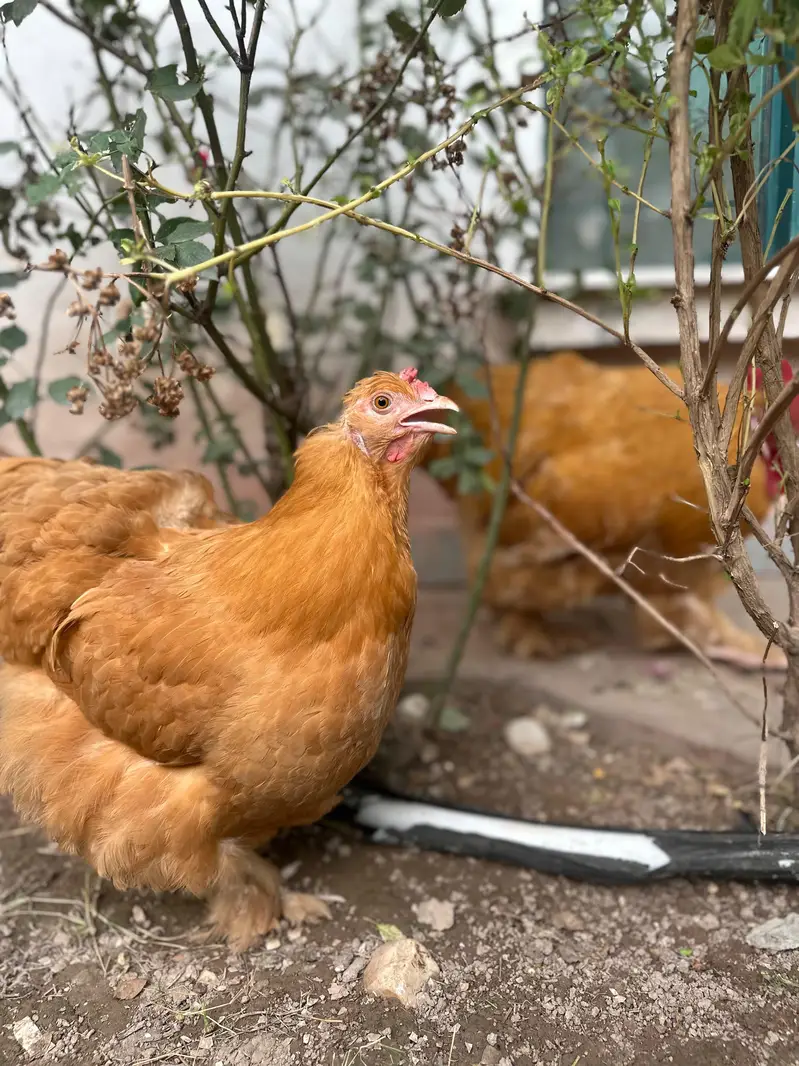 1 male 3 females egg laying — photo 6