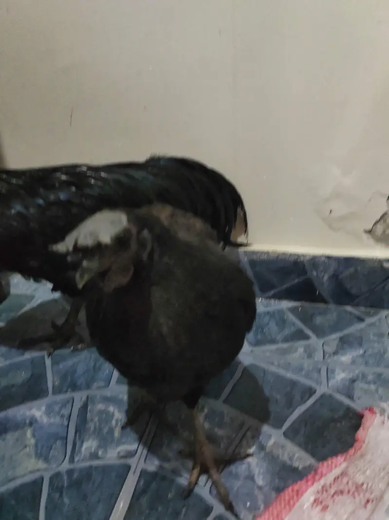 1 male 3 females egg laying — photo 7