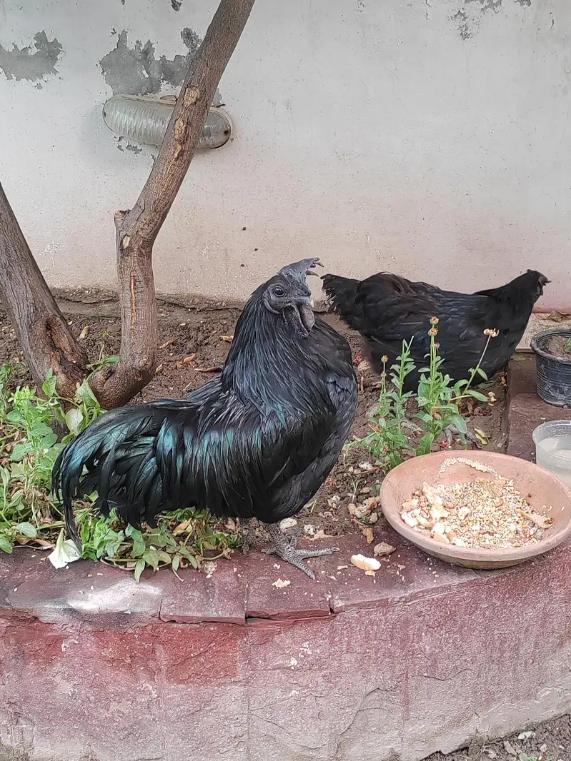 1 male 3 females egg laying — photo 8