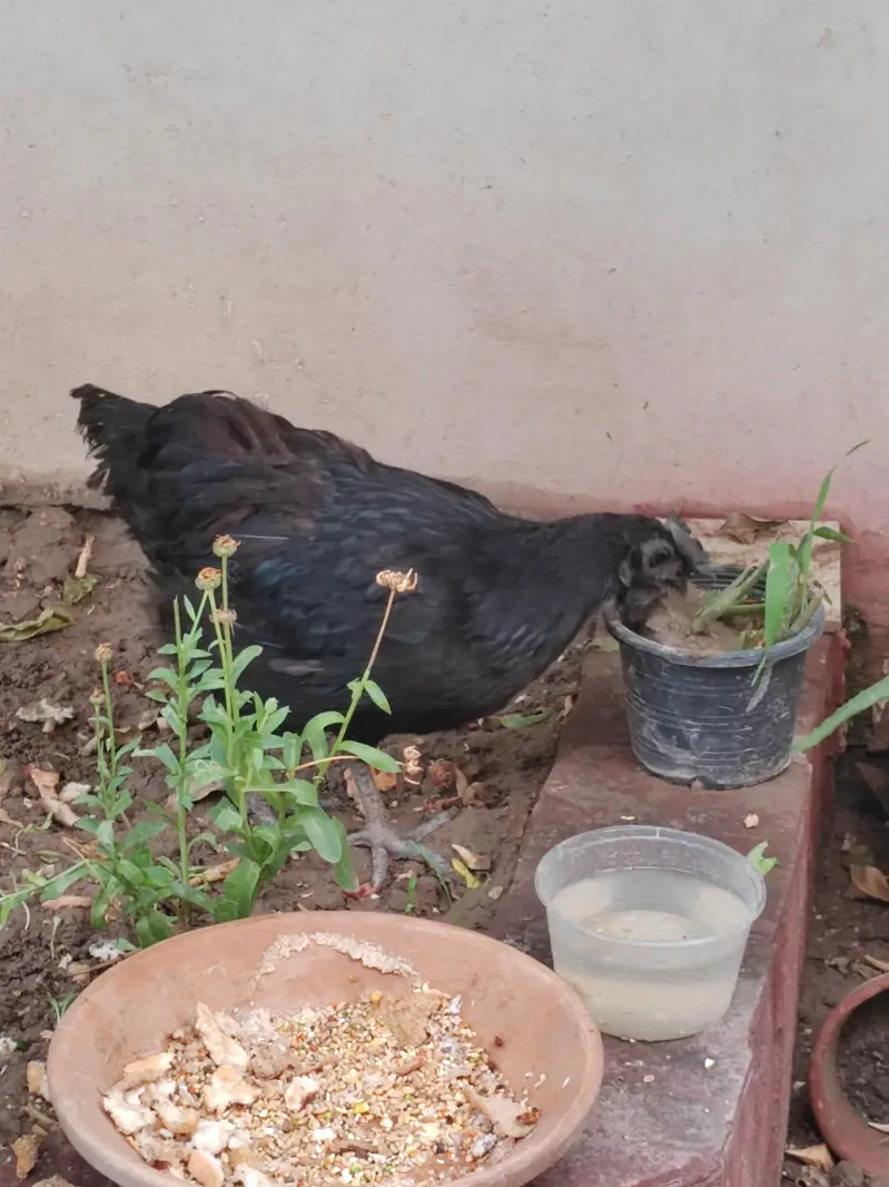 1 male 3 females egg laying — photo 9