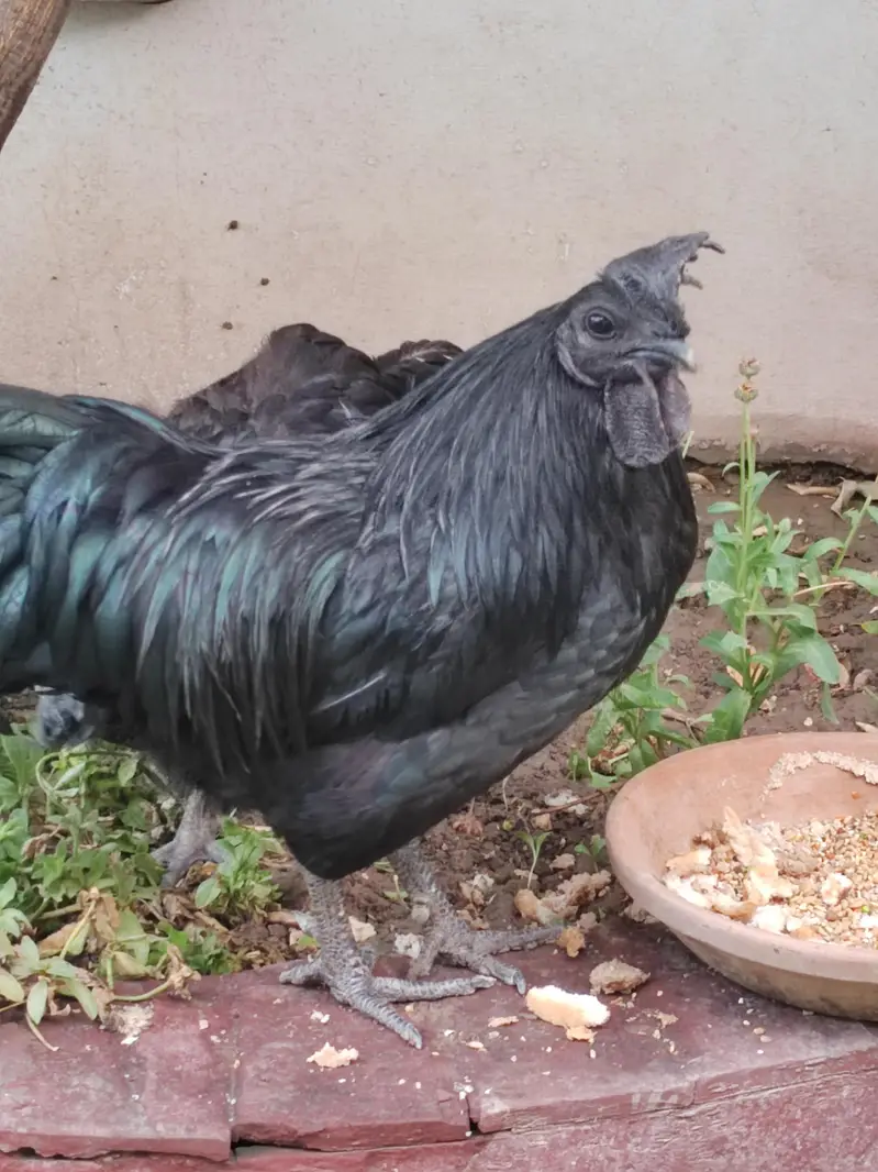 1 male 3 females egg laying — photo 10