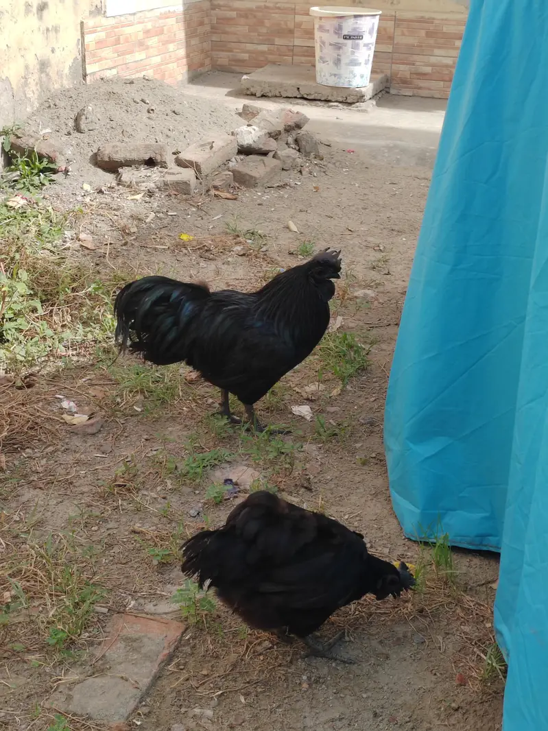 1 male 3 females egg laying — photo 11