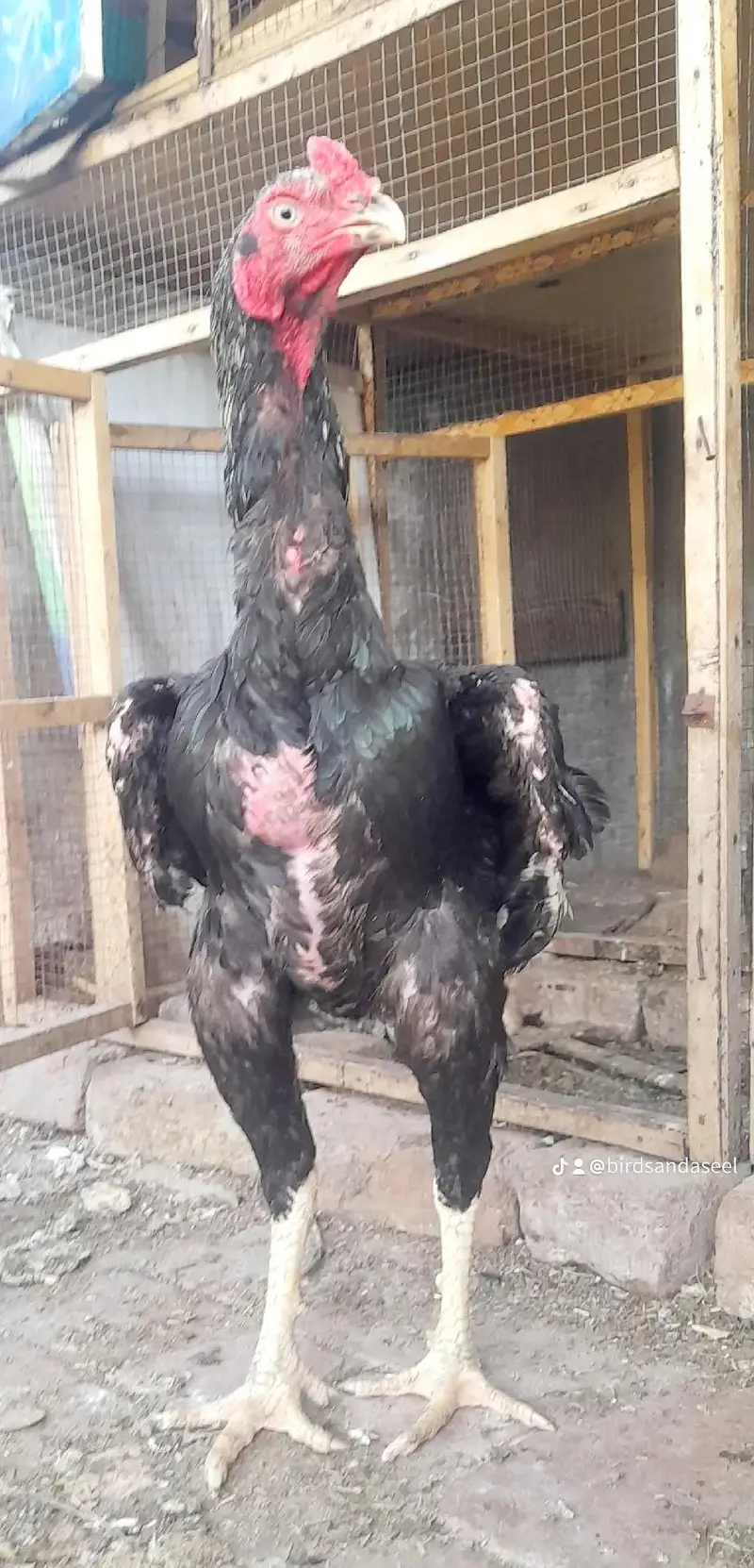 lasani pls bagyara mel femal rampore — photo 8