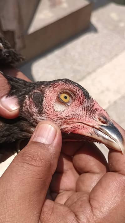 lasani pls bagyara mel femal rampore