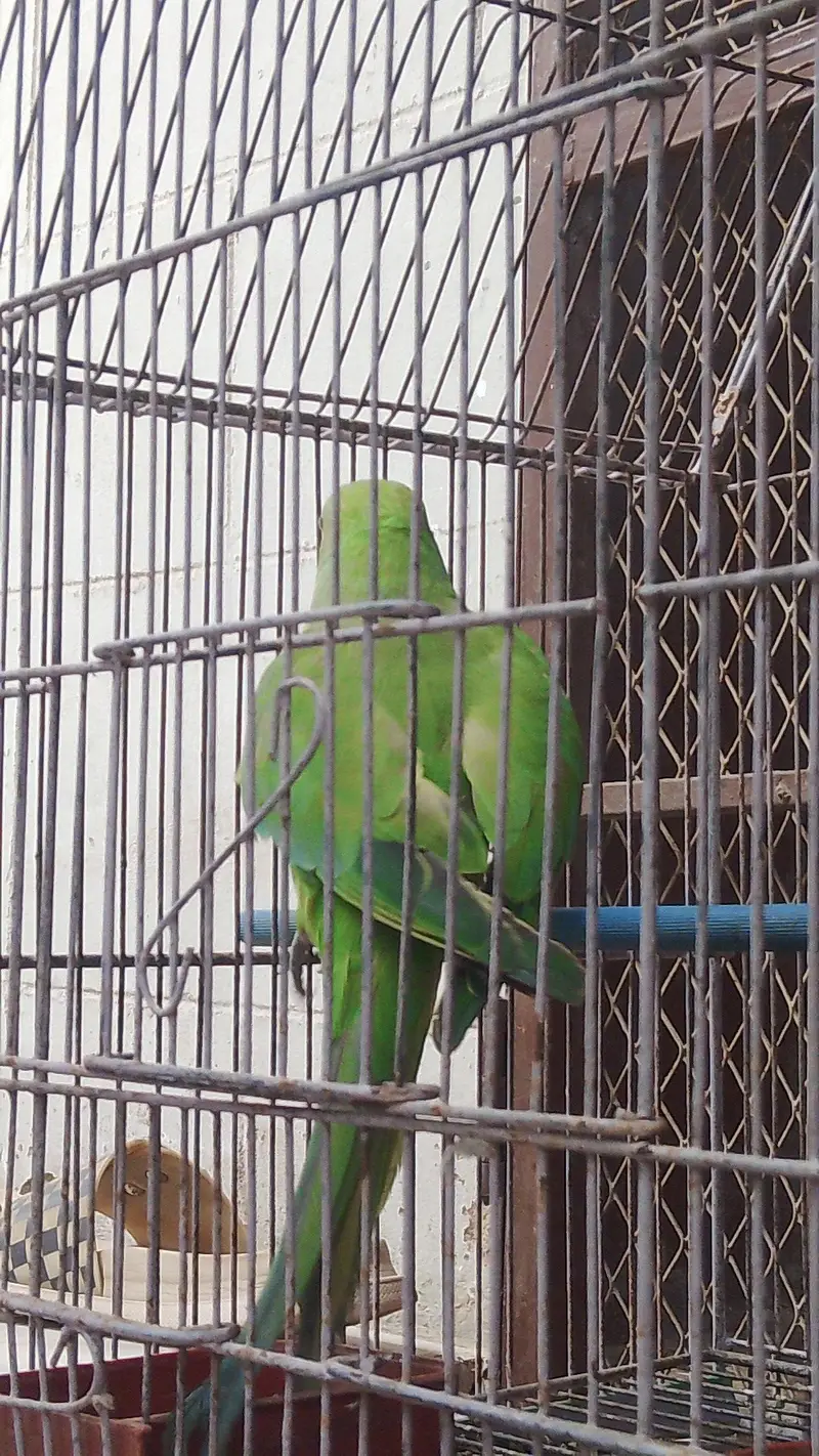 13 month female — photo 2