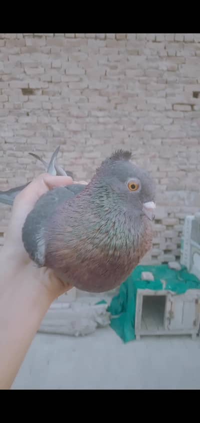 Egyptian swift and other pigeons