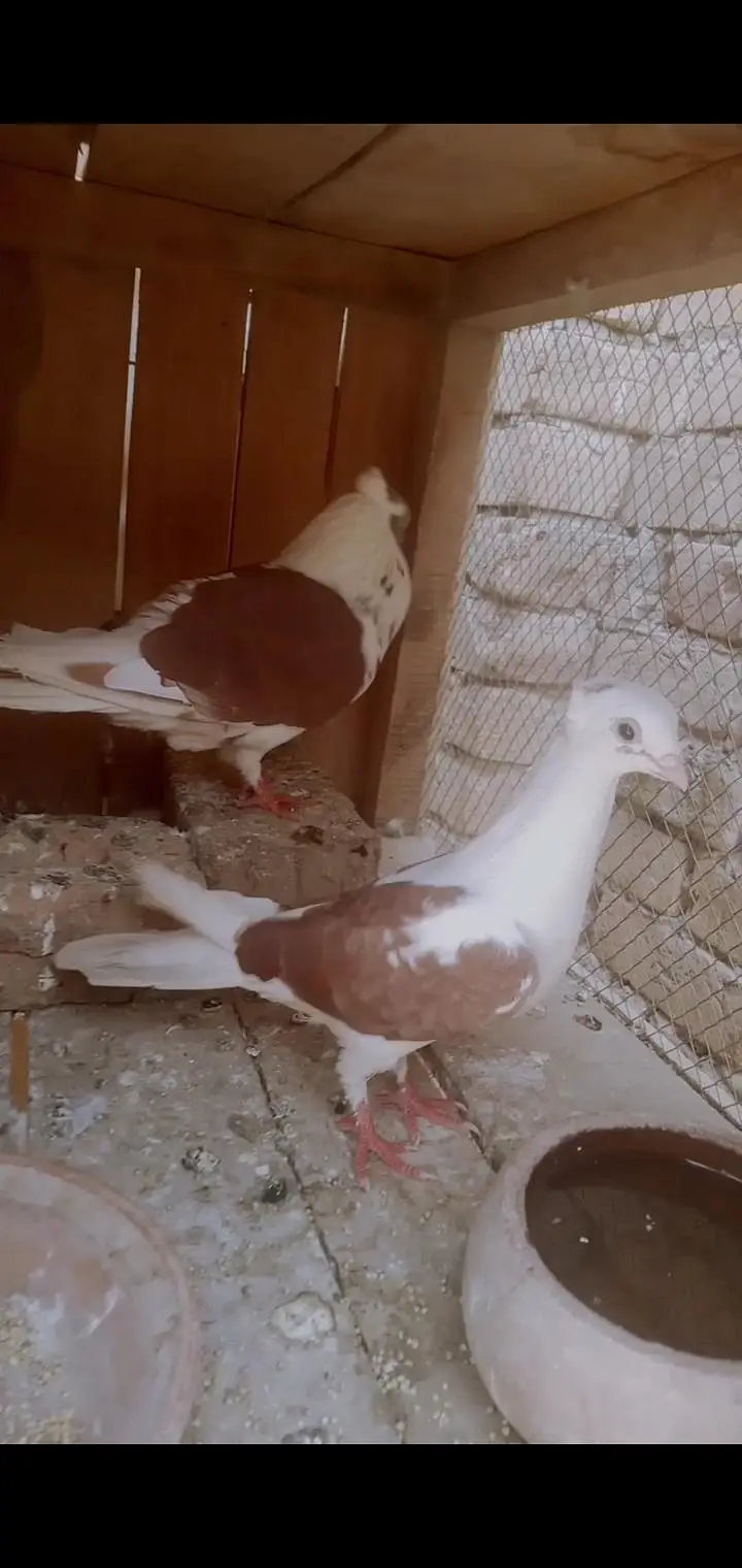 Egyptian swift and other pigeons — photo 2