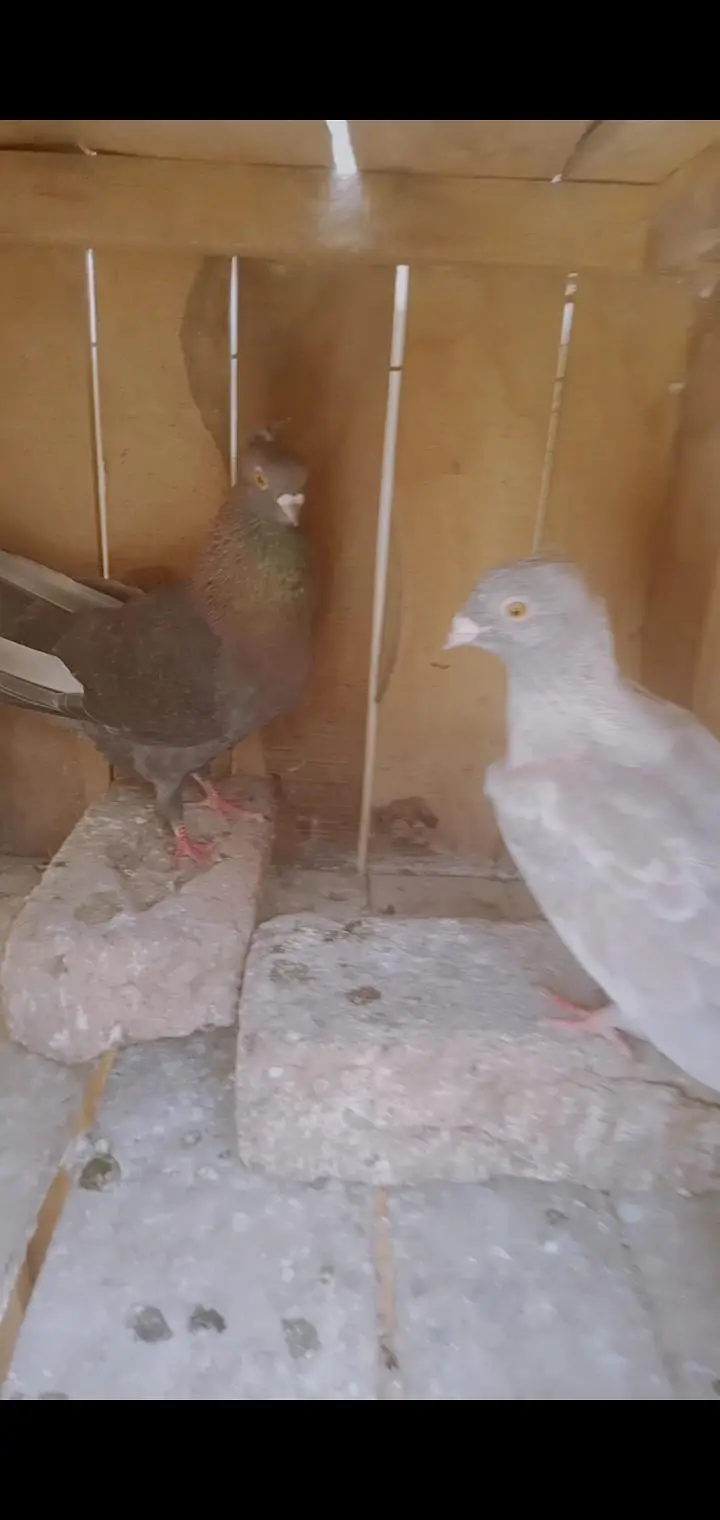 Egyptian swift and other pigeons — photo 3