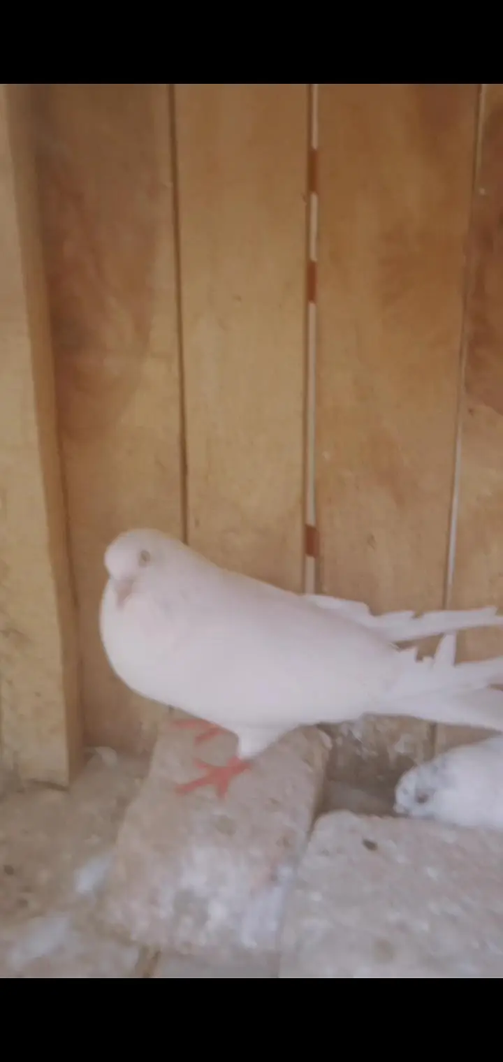 Egyptian swift and other pigeons — photo 4