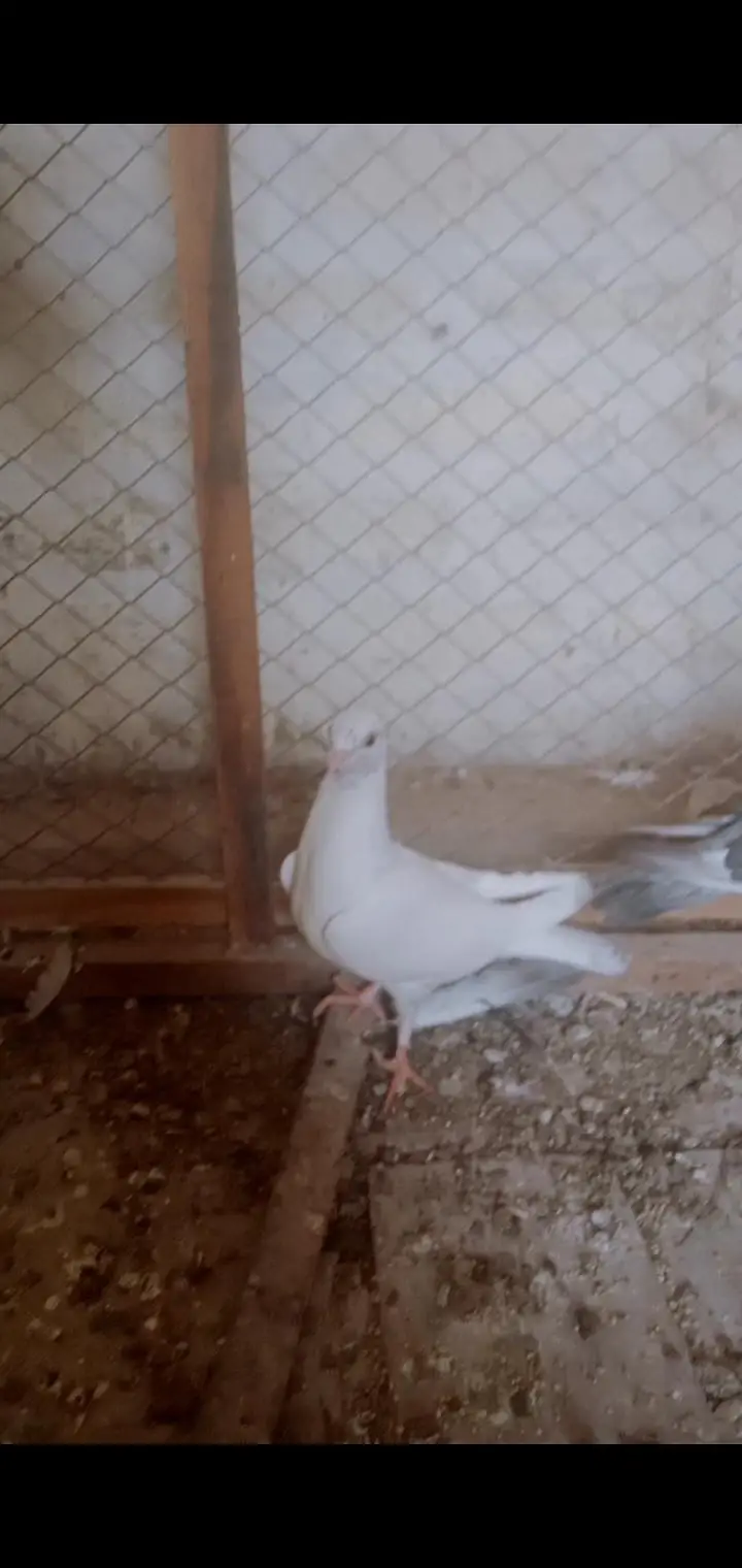 Egyptian swift and other pigeons — photo 5