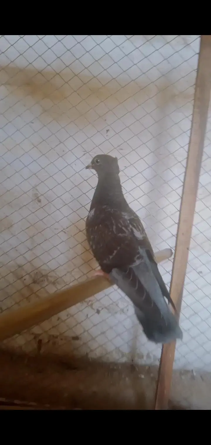 Egyptian swift and other pigeons — photo 6