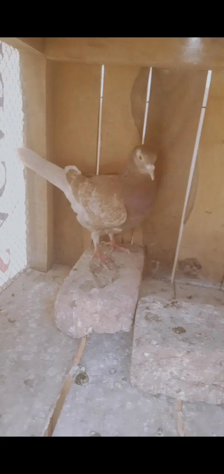 Egyptian swift and other pigeons — photo 7