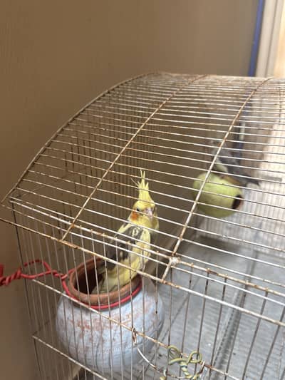Cockateil parrot for sale