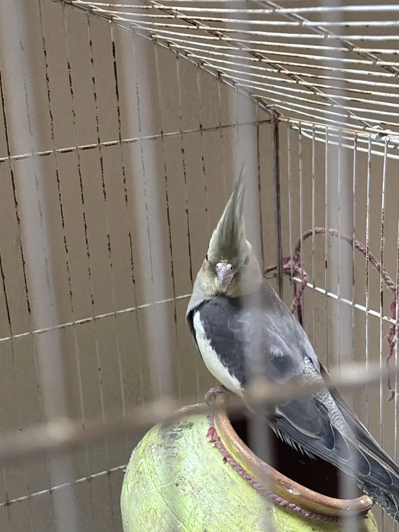 Cockateil parrot for sale — photo 2