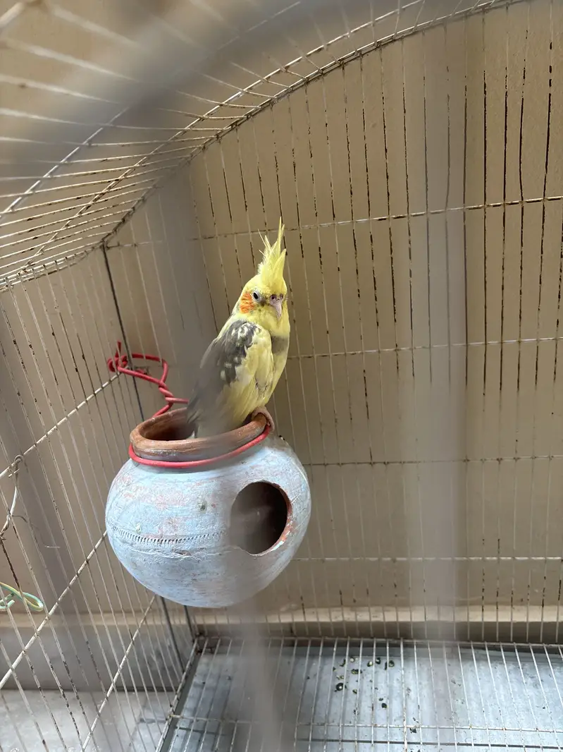 Cockateil parrot for sale — photo 3