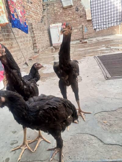 Pakistani+shamo cross