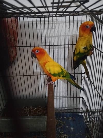 Sun conure breeder pair with DNA